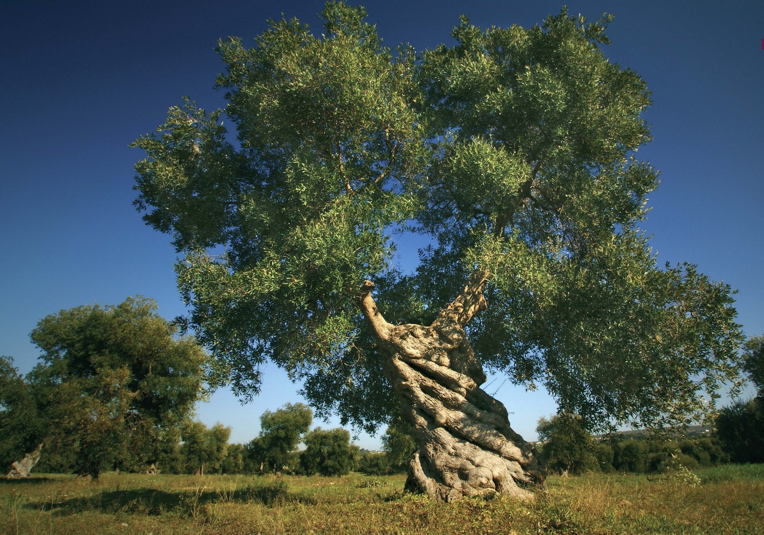 Storia di Uliviero