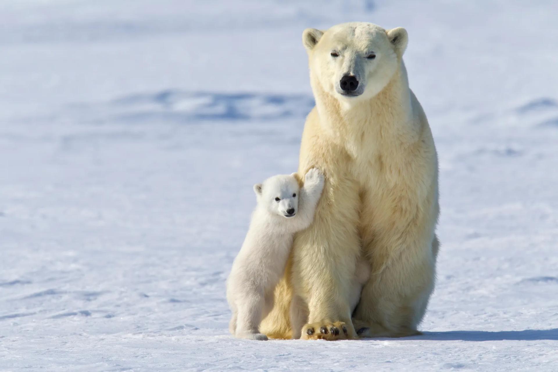 Scopri di più sull'articolo Se l’orsetto fosse solo un peluche