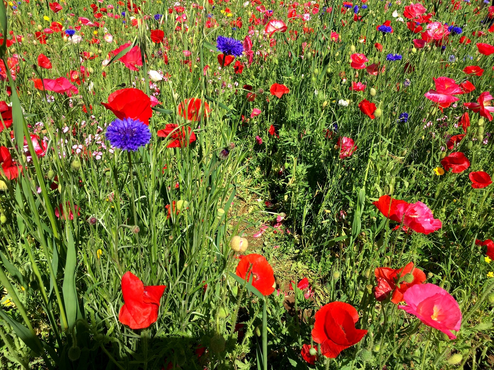 Lavorare come fa l’ape col fiore